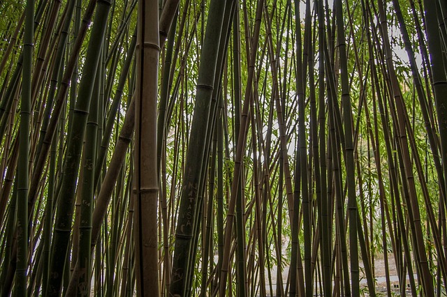 竹林禅意自然绿