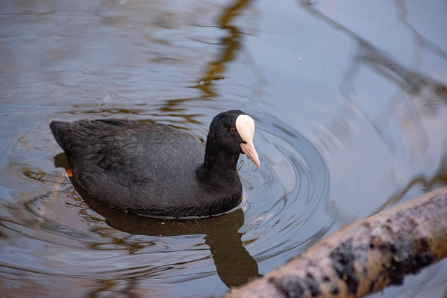 咕咕鸟水禽水鸟