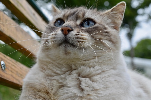 猫须猫松露粉猫