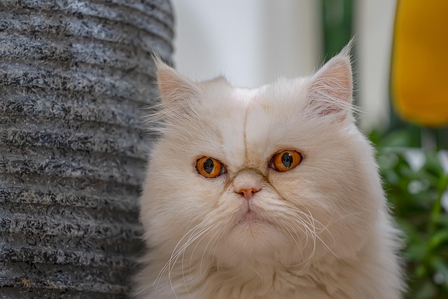 猫宠物猫动物毛皮猫