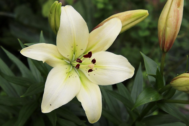 皇家百合百合花开花蕾