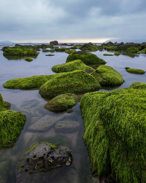 冥想海浪苔礁
