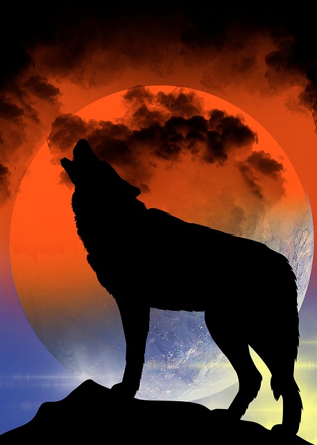画狼夜影动物