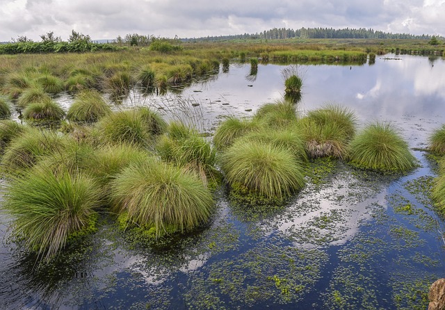自然景观沼泽高沼泽