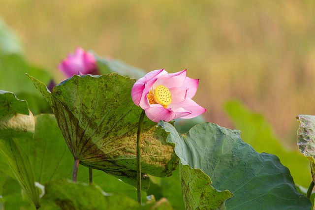 莲花粉红色的花