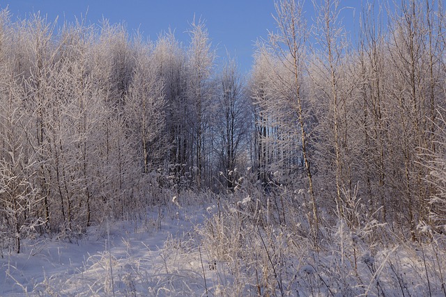 大自然冬天平静雪冷