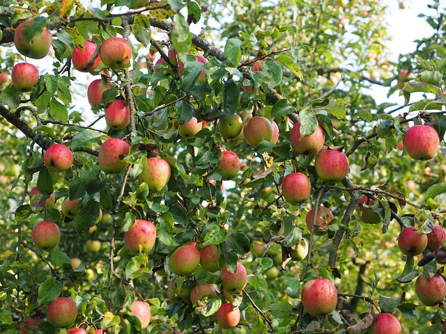 苹果苹果树果实红色新鲜