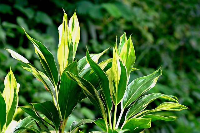 叶子植物自然植物绿色