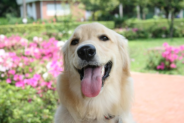狗金毛寻回犬宠物
