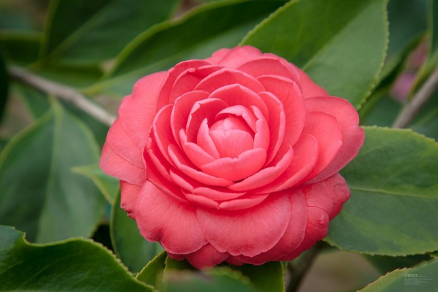 山茶花植株红鲜