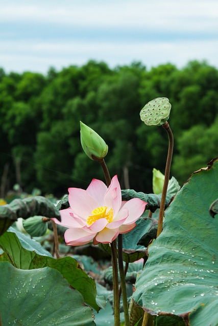 荷花