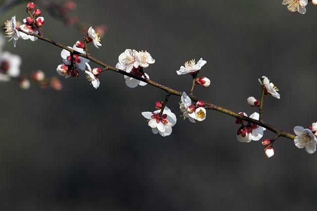 梅花春天
