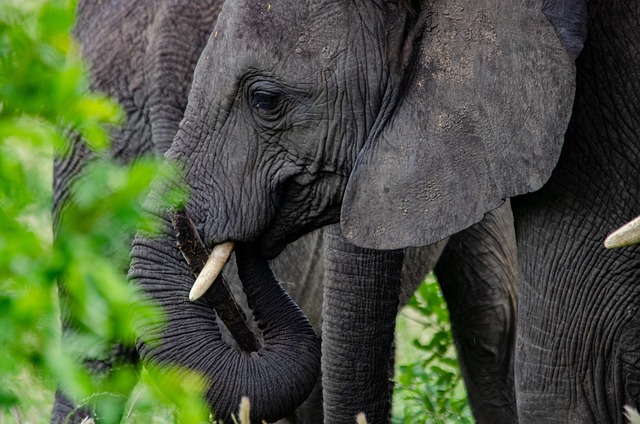 动物大象哺乳动物
