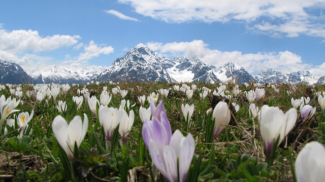番红花阿尔卑斯山雪山花