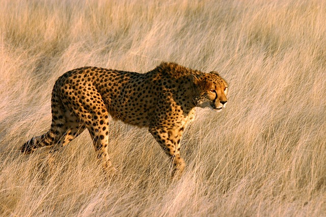猎豹大型猫科动物的捕食者本性