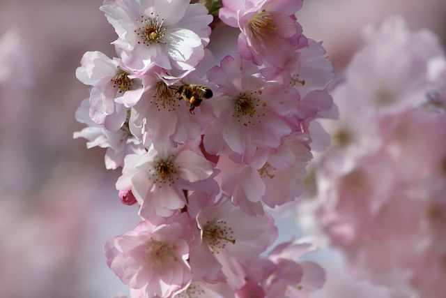 grannenkirsche蜜蜂昆虫蜜蜂