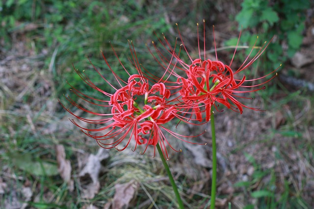 花石山红尺