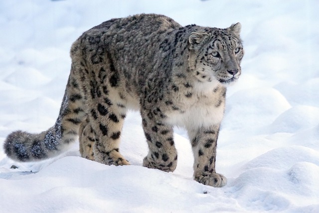 雪豹捕食者大猫