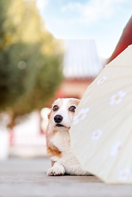 柯基犬宠物犬科动物皮毛