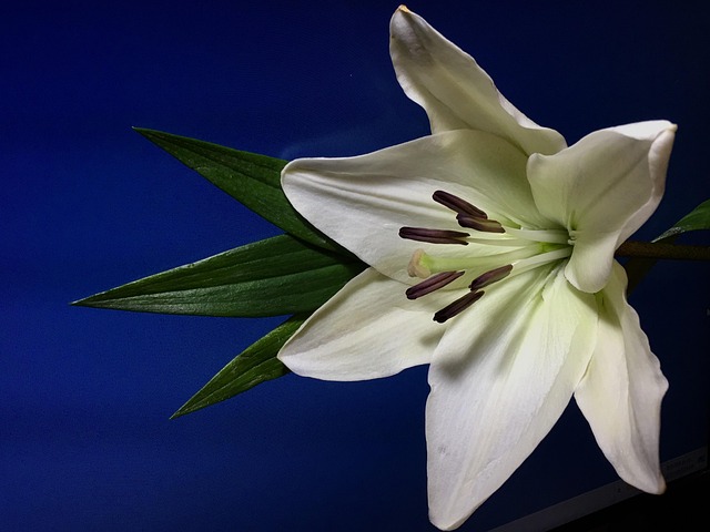 百合白色花瓣雌蕊花