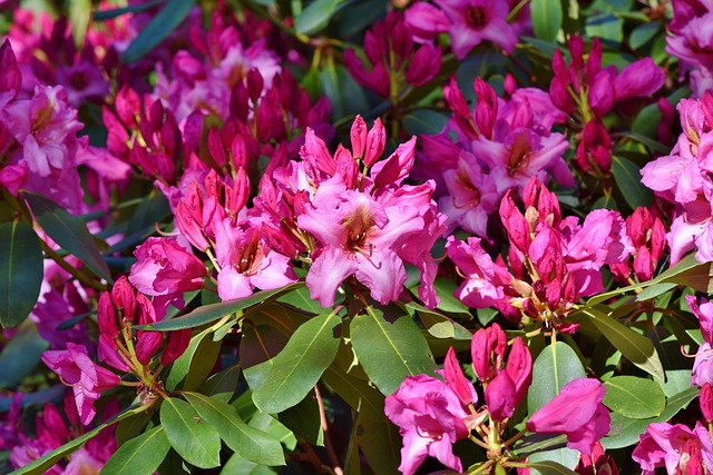 杜鹃花