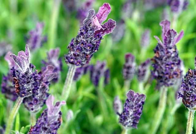 薰衣草花开