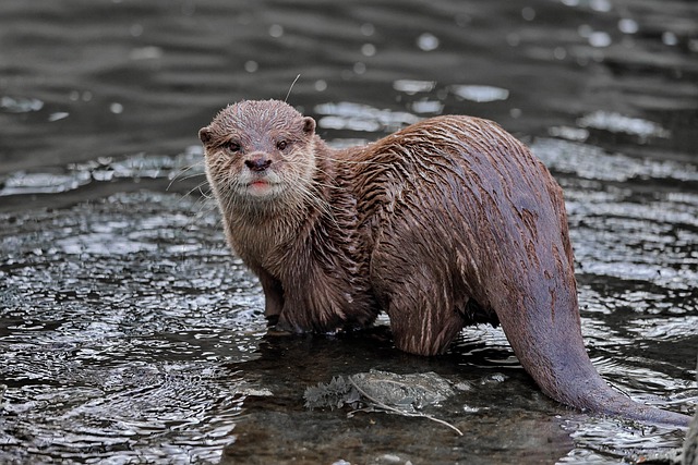 亚洲小爪水獭动物