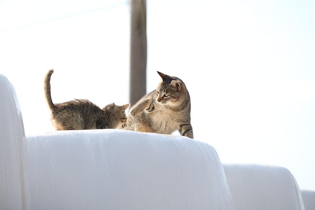 动物猫哺乳动物宠物猫