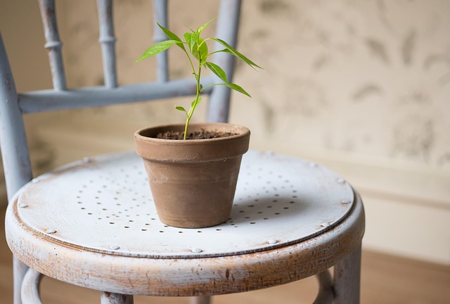 新鲜植物叶片嫩绿生态