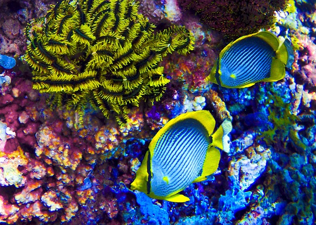 霓虹鱼海洋鱼霓虹