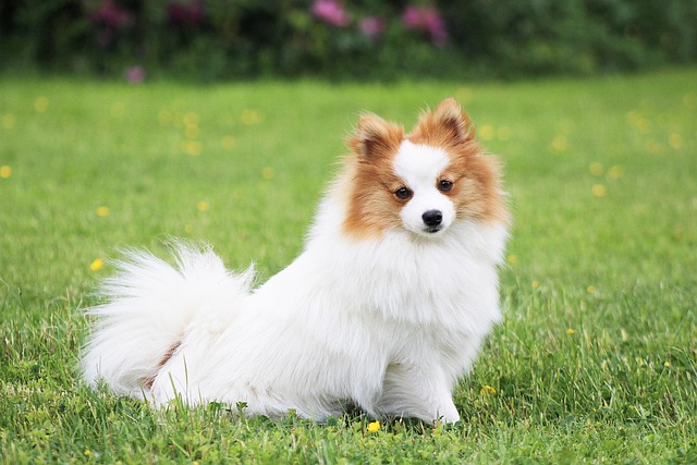 狗宠物犬科动物皮毛鼻子