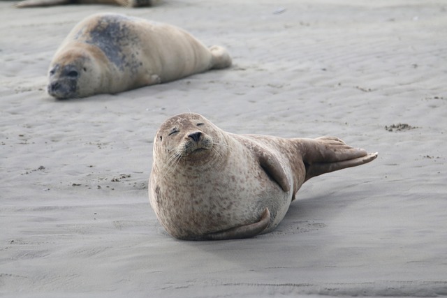海豹动物海滩哺乳动物