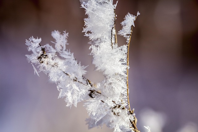 霜雪雪花树枝