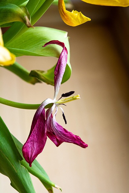 粉色郁金香盛开