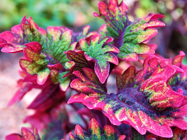 coleus植物叶子五颜六色