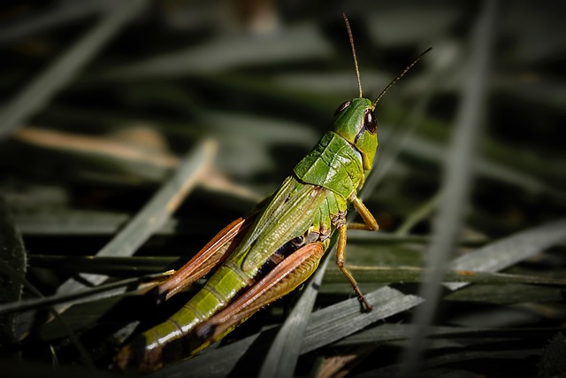 蟋蟀昆虫自然昆虫学