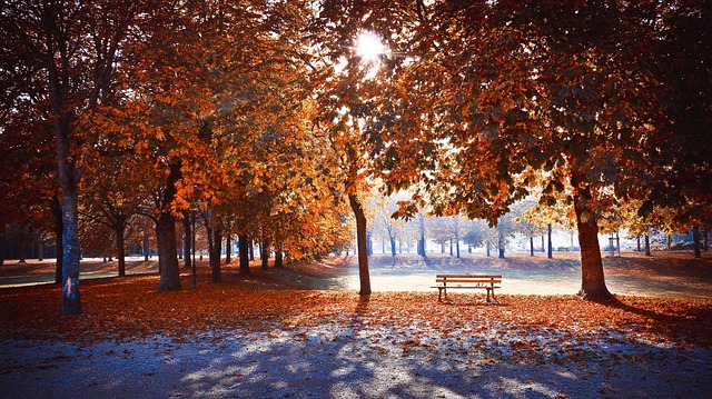 秋天的风景太阳赭色橙色