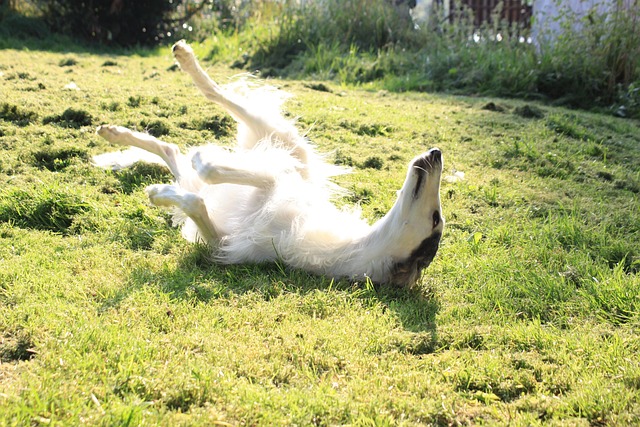 狗灰狗猎狼日光浴