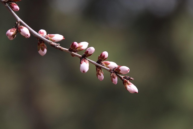桃花芽枝