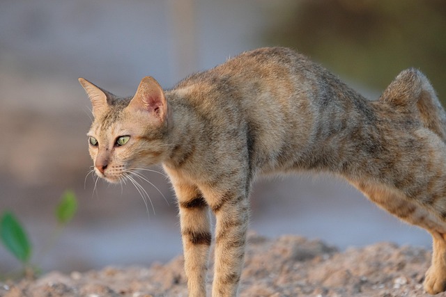 猫宠物动物户外
