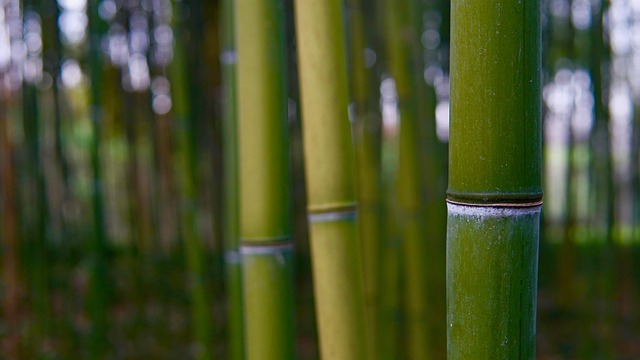 竹子