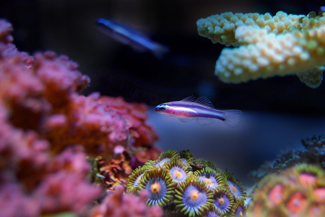 海底珊瑚礁