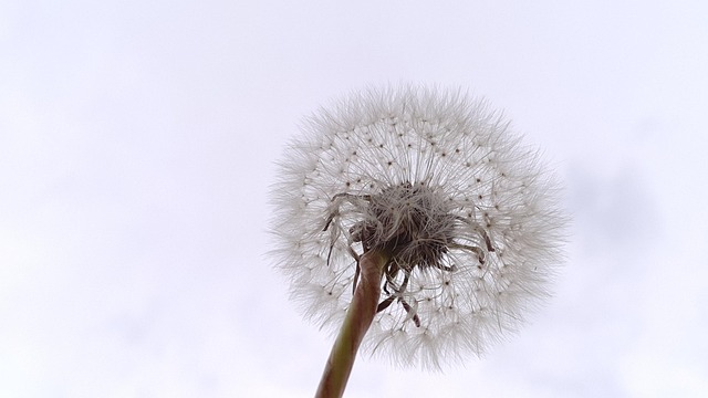 蒲公英自然草地春