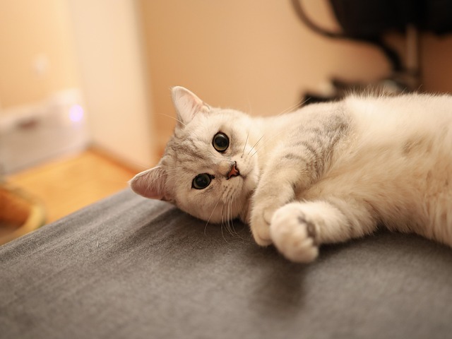 猫宠物动物餐桌小猫