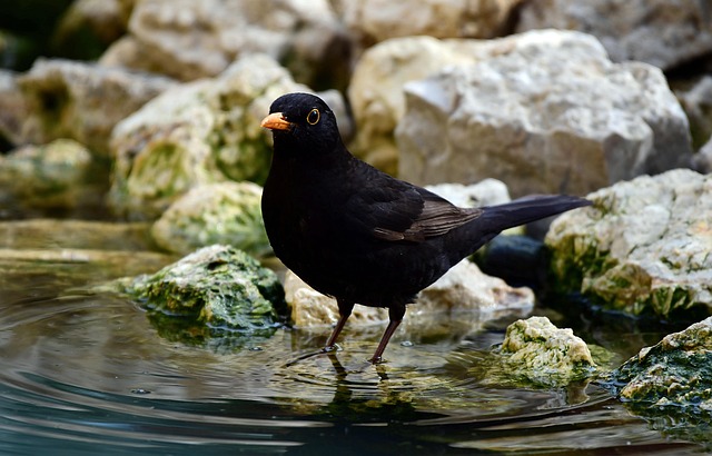鸟类黑鸟自然羽毛