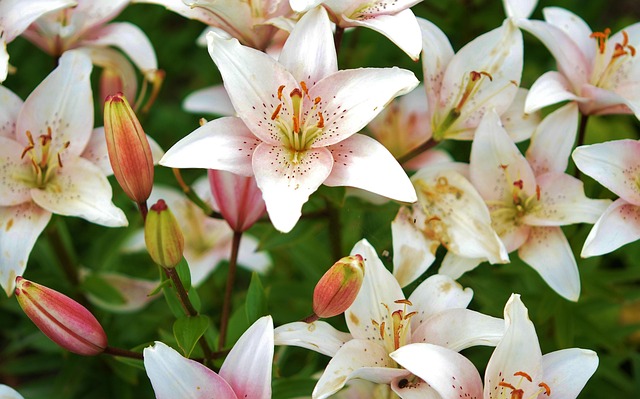 百合花植物春花