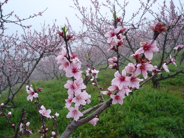桃花盛开近距离