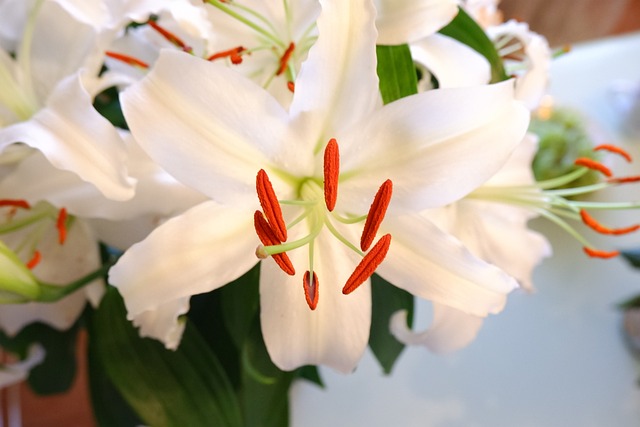 花瓣百合花区系