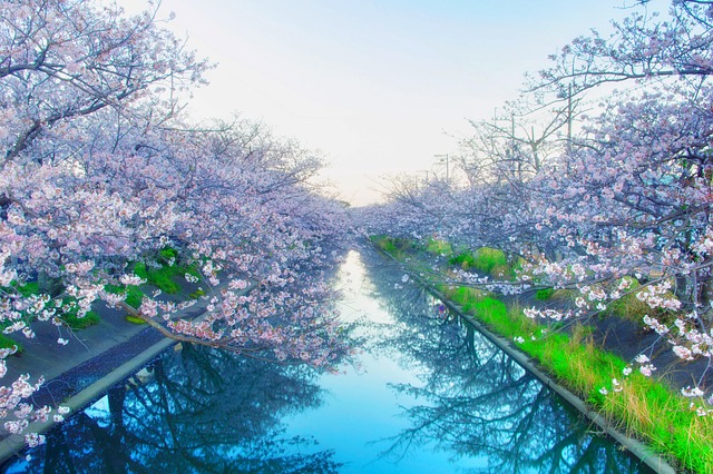 日本樱花