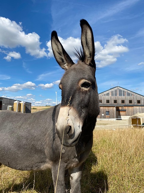 驴驴头动物牧场